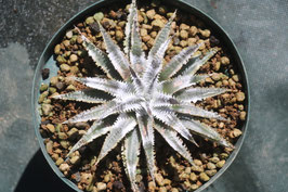 Dyckia ‘Rashoumon’ ディッキア　Amazonico Dyckia 'Rashoumon' ディッキア Amazonico