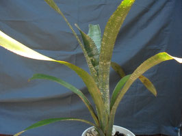 Billbergia 'Zip Line'