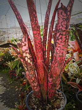 Billbergia 'Incendiary Delight'　　　　DM系