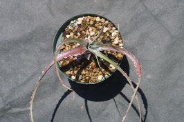 Dyckia ‘Rashoumon’ ディッキア　Amazonico Yahoo!オークション - Amazonico Dyckia 'Centurion' × 'Nemesis