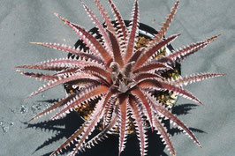 Dyckia  'Santa Clara'