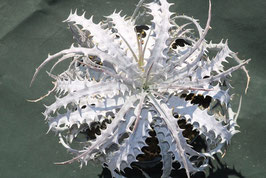 Dyckia  goehringii v.lemei ×goehringii Super White　AJ2
