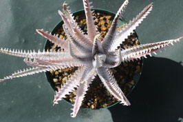 Dyckia  'Nemesis'