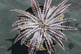 Dyckia  'Amon'