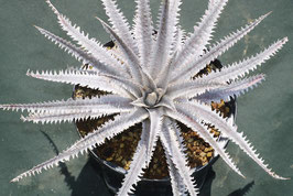 Dyckia  'Drysdale Sheep'