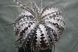 ブロメリア販売 - Amazonico アマゾニコ