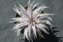 Dyckia  'Imperial Crown'