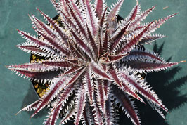 Dyckia  'Amon'