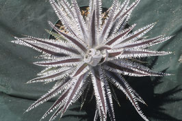 Dyckia  'Arthropleura'