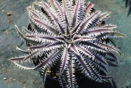 Dyckia  'Arapaima'