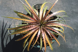 【極斑】dyckia satith 斑入り 極斑】dyckia satith 斑入り
