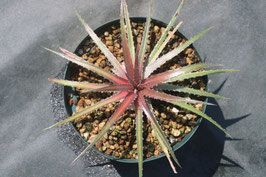 Dyckia ‘Rashoumon’ ディッキア　Amazonico Dyckia 'Rashoumon' ディッキア Amazonico