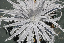 Dyckia 'Oriental Pearl'