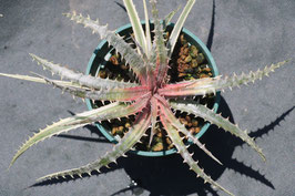 Dyckia  'Temari Candy'
