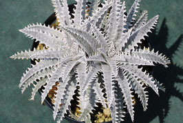 Dyckia 'Iceberg'