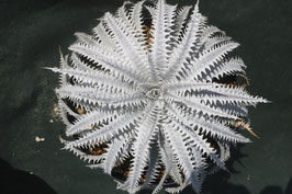 Dyckia  'Imperial Boy'