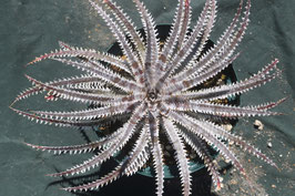 Dyckia 'Hyakki Yako'