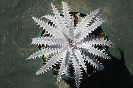 Dyckia  'Innocent Crown'