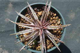 Dyckia  'Gregor Samsa'