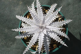 Dyckia  'Innocent Crown'