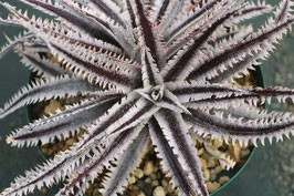 Dyckia  'Venomous Coral'