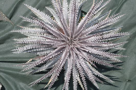 Dyckia  'Tarantula'