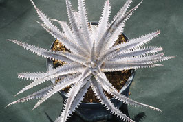 Dyckia  'Drysdale Sheep'