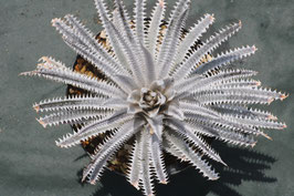 Dyckia  'Adogawa Examiner'