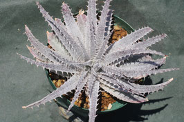 Dyckia ‘Rashoumon’ ディッキア　Amazonico ブロメリア販売 - Amazonico アマゾニコ
