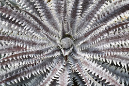 Dyckia  'Brocken Spectre'