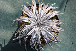 Dyckia 'Asura'