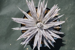 Dyckia  'Boreas'