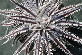 Dyckia  'Retribution'