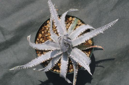 Dyckia  'Crybaby Marin'