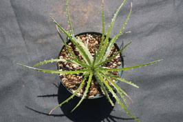 ブロメリア販売 - Amazonico アマゾニコ