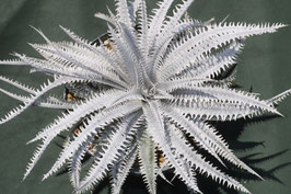 Dyckia  'Amon' ×'Nagas' AJ3