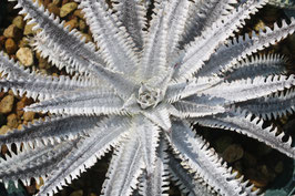 Dyckia  'Omnipotence'