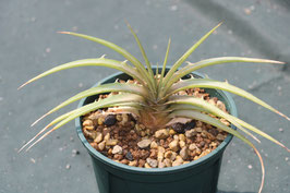 Dyckia estevesii