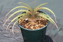 Dyckia estevesii