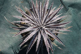 Dyckia 'Bill Paylen'