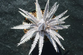 Dyckia  'Great Summit'