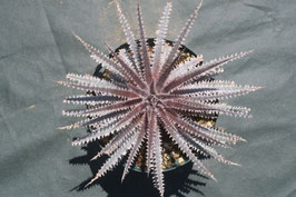 Ryu Dyckiaまとめて4品種 Ryu様専用 Dyckiaまとめて4品種 ディッキア