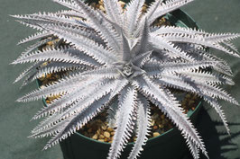 Dyckia 'Cutthroat'