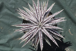 Dyckia  'Oscar'