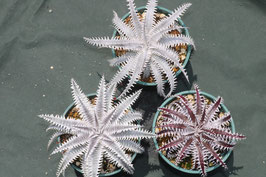 Dyckia ３株セット　８０