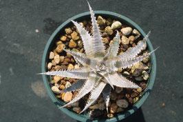 Dyckia  'Imperial Crown'