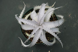 Dyckia  'Sun Wukong'