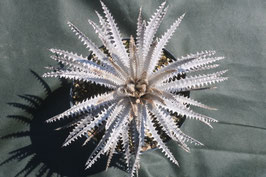 ブロメリア販売 - Amazonico アマゾニコ