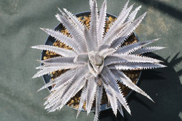 Dyckia  'Boreas'