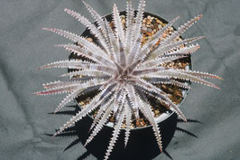 Dyckia  'Ballistic Laser'